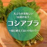 コシアブラは庭に植えてはいけない？