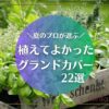 植えてよかったグランドカバー　22選