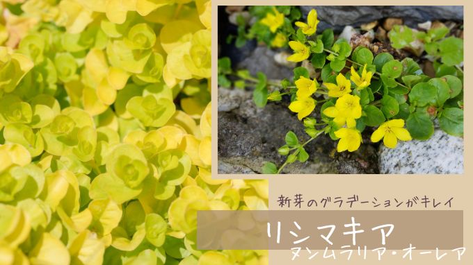 庭のプロが植えてよかったグランドカバー22選｜後悔しない選び方のコツ