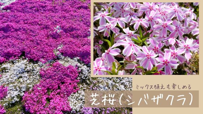 庭のプロが植えてよかったグランドカバー22選｜後悔しない選び方のコツ