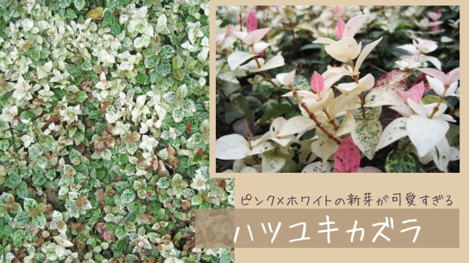 庭のプロが植えてよかったグランドカバー22選｜後悔しない選び方のコツ