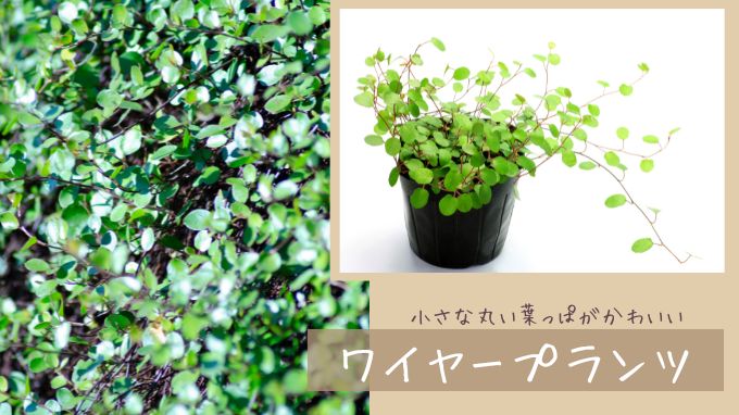 庭のプロが植えてよかったグランドカバー22選｜後悔しない選び方のコツ