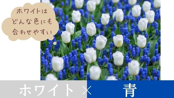 チューリップの植え方デザイン　ホワイト