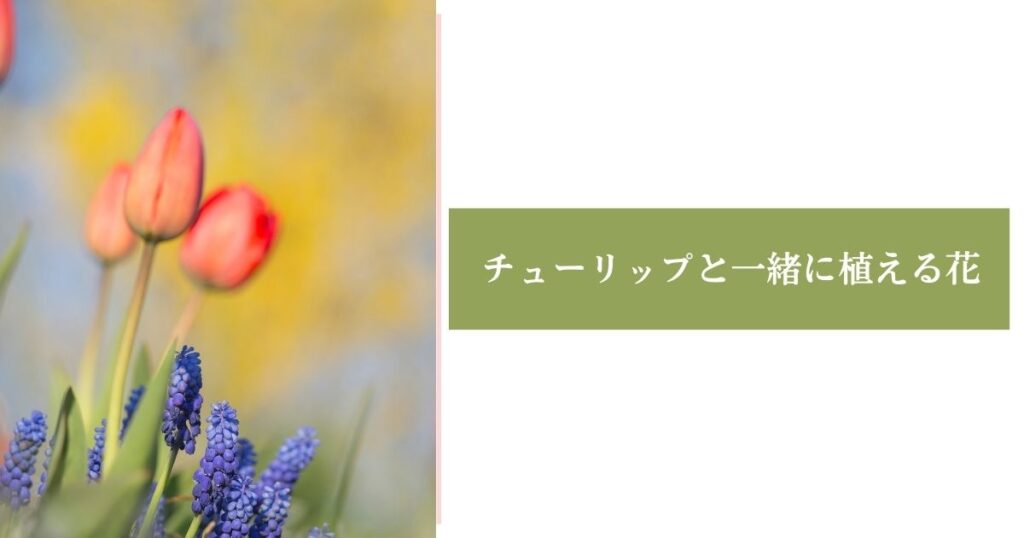 チューリップと一緒に植える花