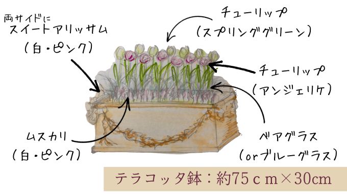 チューリップ　寄せ植えレイアウト②