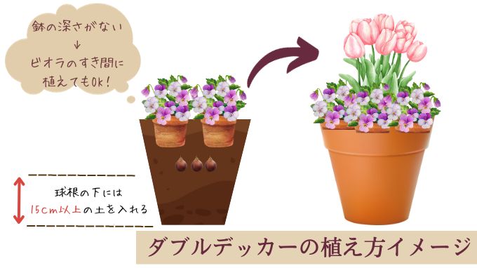 簡単】チューリップのおしゃれな植え方デザイン5選｜ビオラとの組み合わせ例も紹介 - ガーデンデザイン にわここ