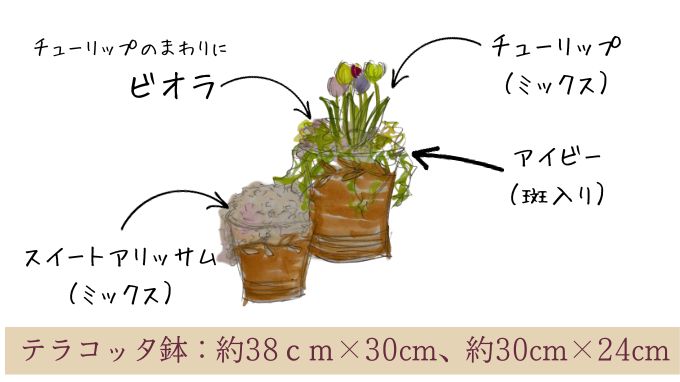 チューリップ　寄せ植えレイアウト①