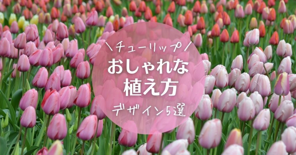 簡単】チューリップのおしゃれな植え方デザイン5選｜ビオラとの