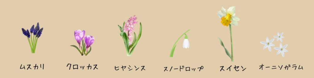 チューリップと一緒に植えられる秋植え球根①