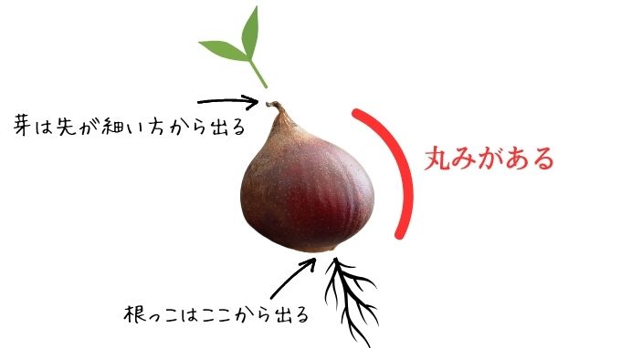 チューリップの球根の向きについて