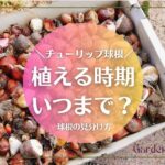 チューリップの球根を植える時期はいつまで？