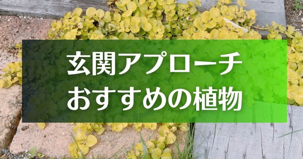 玄関アプローチにおすすめの植物を紹介