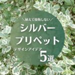 シルバープリペットで後悔しないデザインアイデア5選