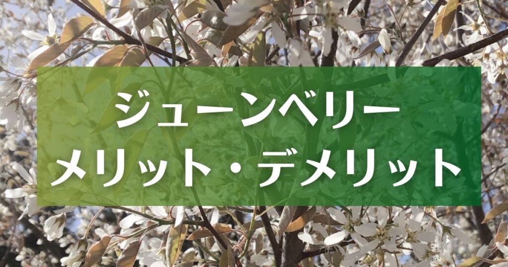 ジューンベリーのメリット・デメリットまとめ