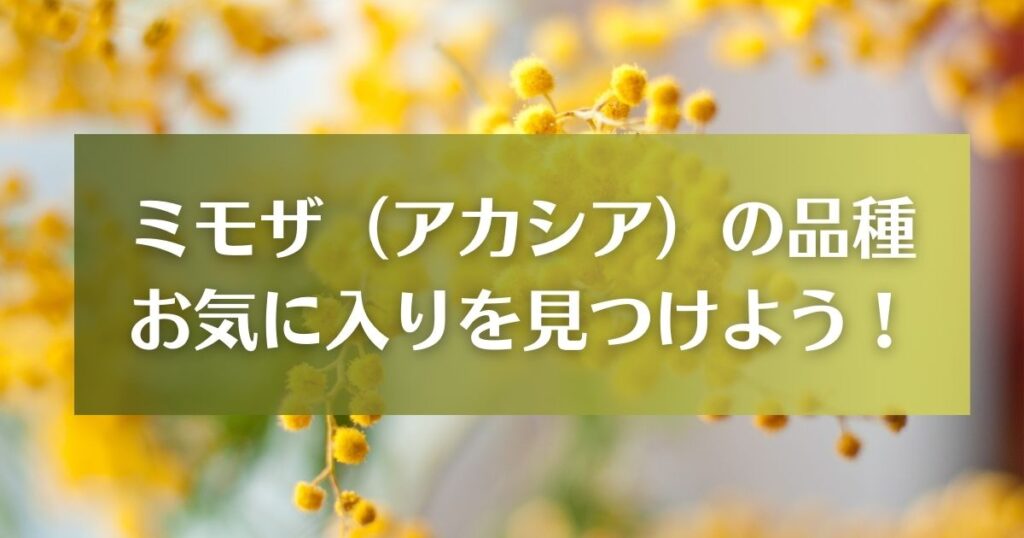 ミモザのお気に入り品種を見つけよう！