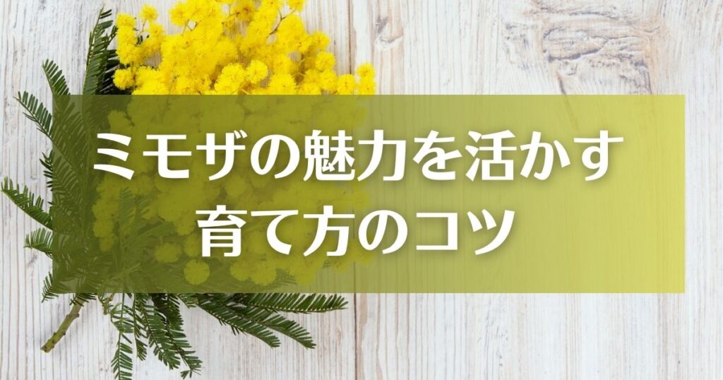 ミモザの魅力を活かす育て方のコツ