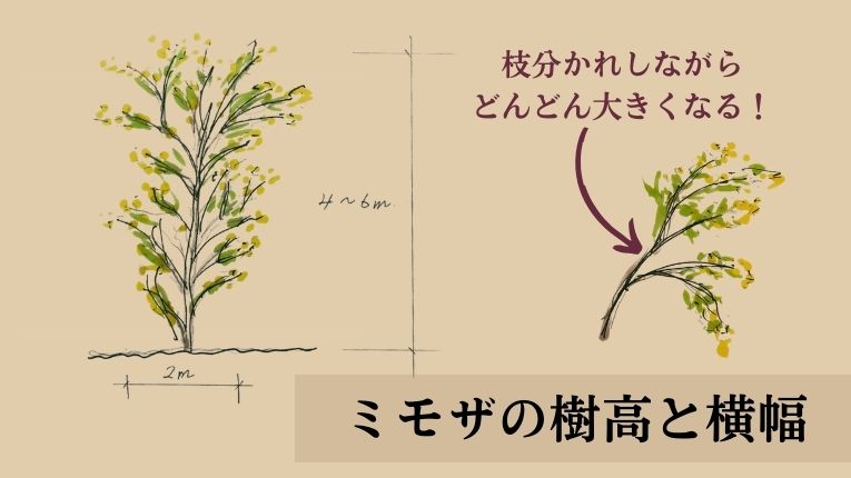 【図解】ミモザの樹高と横幅