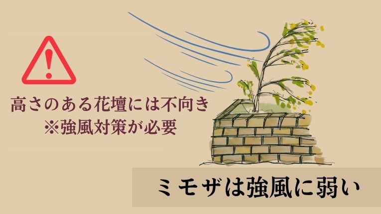 【図解】ミモザは高い場所には植えてはいけない