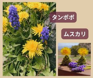 【参考②】タンポポ（雑草）とムスカリ