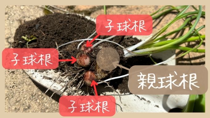 【図解】ムスカリは球根でどんどん増える