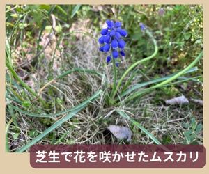 芝生からムスカリの花