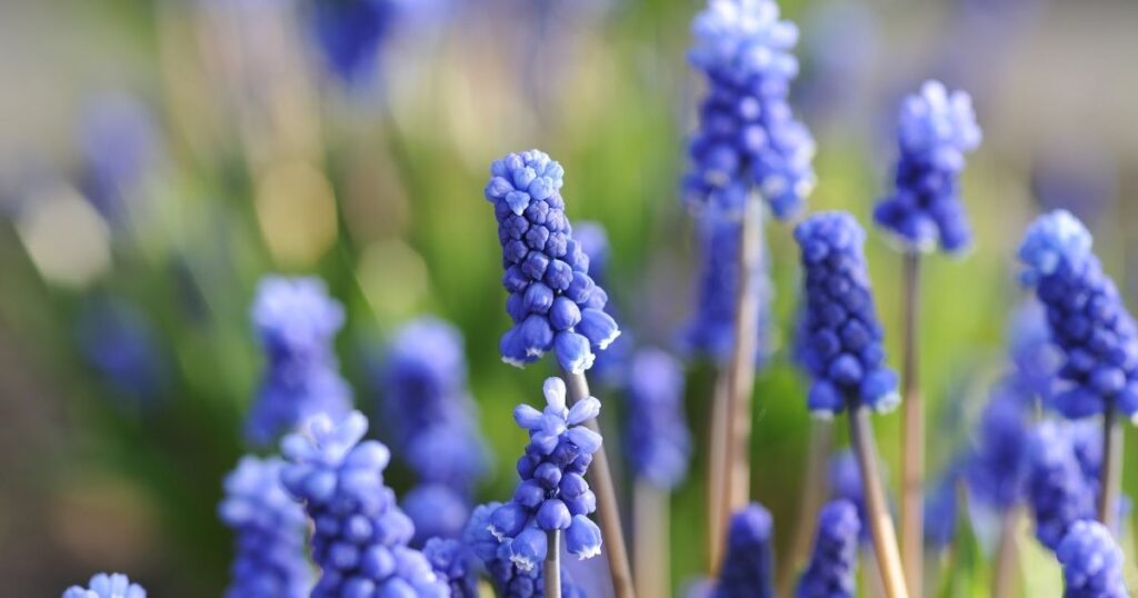 ムスカリの花　ブルーガーデン