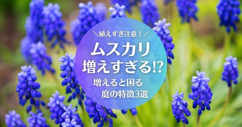 ムスカリは増えすぎる！増えると困る庭の特徴3選