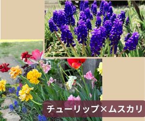 チューリップとムスカリを植えた春の花壇