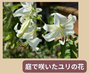 【画像】庭で咲いたユリの花