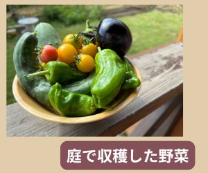 物置設置予定地の畑で収穫した野菜