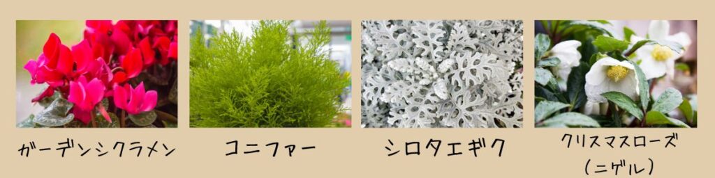 【画像】クリスマスに似合う花、植物