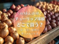 チューリップ球根はどこで買う？安くて良い球根を購入する方法を解説