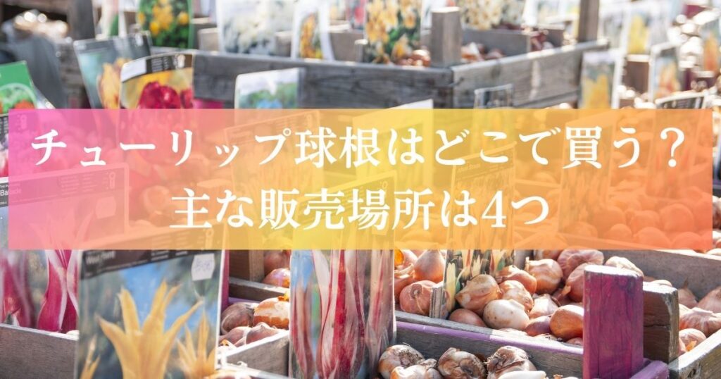 チューリップ球根はどこで買う?主な販売場所は4つ