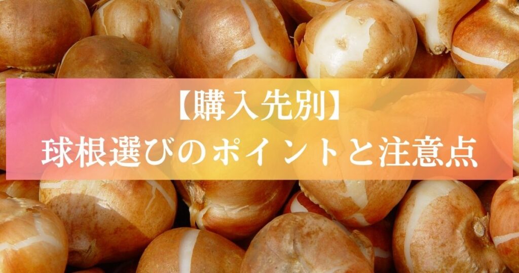 【購入先別】球根選びのポイントと注意点