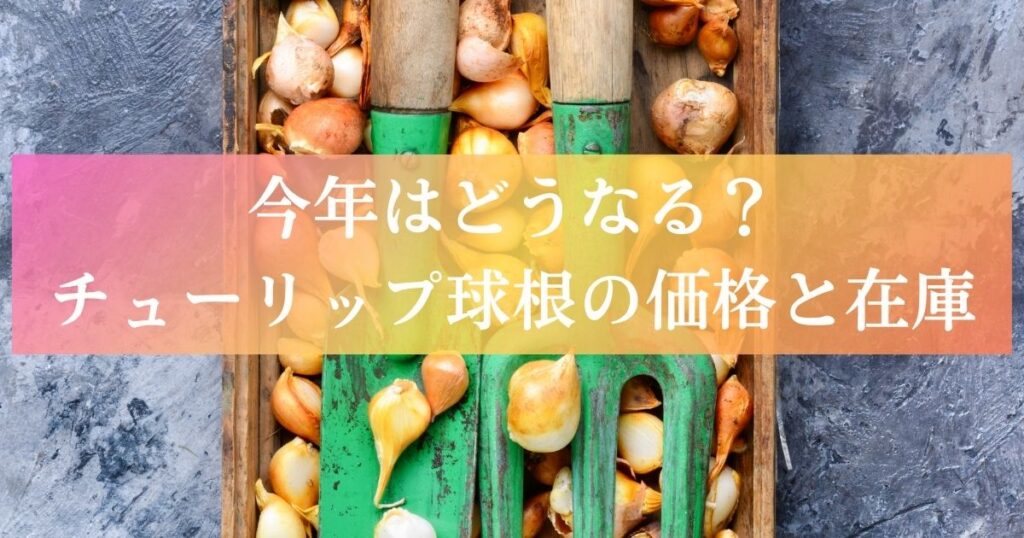 今年はどうなる?チューリップ球根の価格と在庫状況