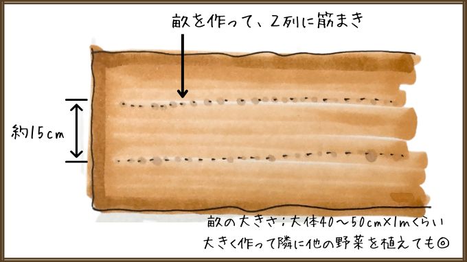 シュンギクの種まき。畝を作って筋蒔きにする。