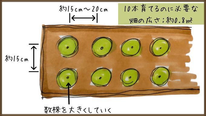 10本のシュンギクを育てるのに必要な畑の広さは、約0.8㎡（約1㎡）