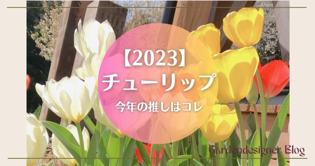 推しチューリップ2023