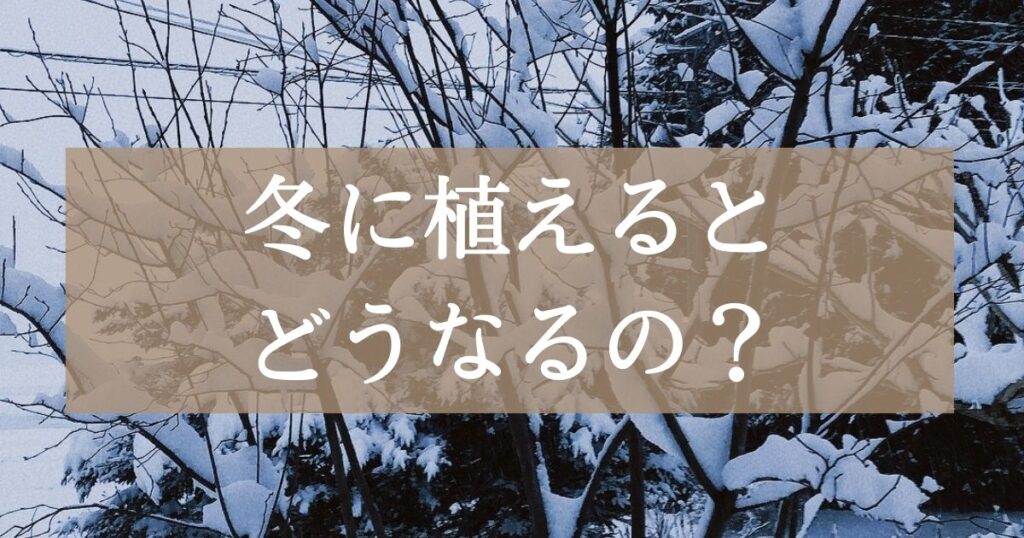 チューリップの球根を冬に植えるとどうなるの？