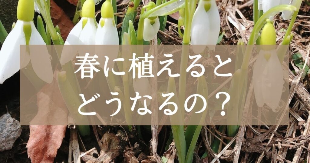 チューリップの球根を春に植えるとどうなるの？