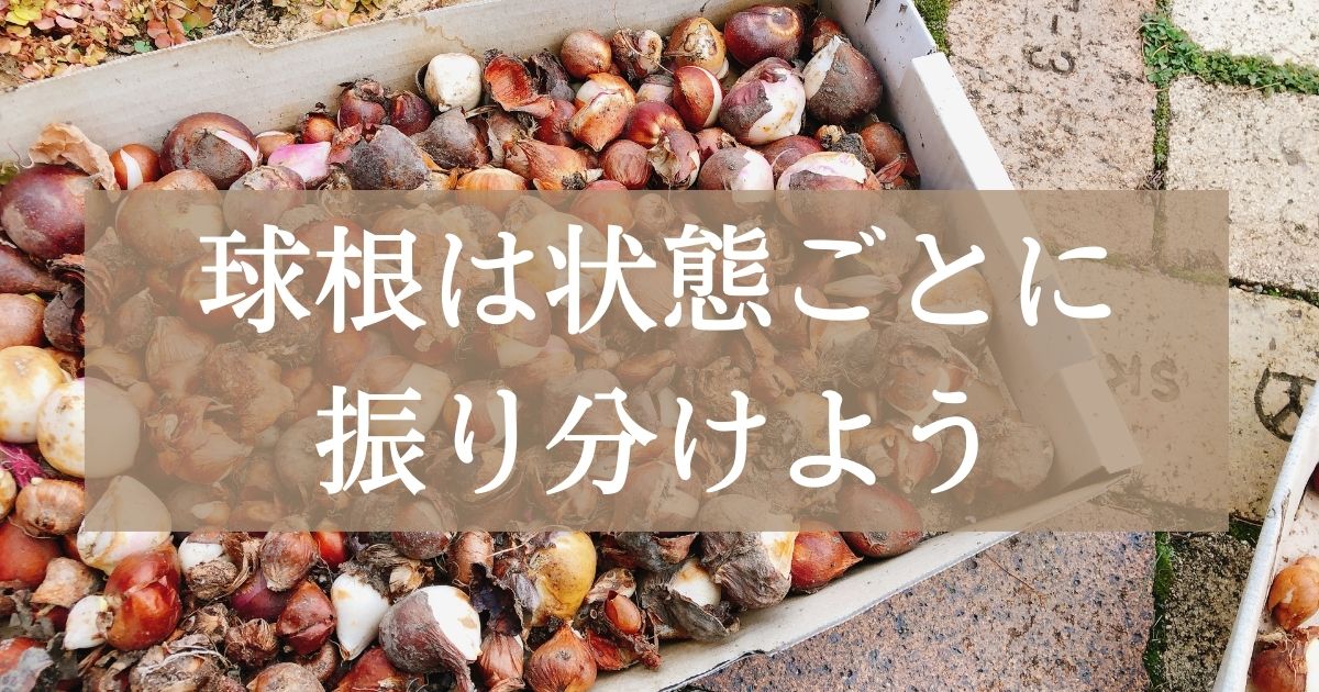 チューリップの球根を植える時期はいつまで？時期外れでも咲いた例と球根の見分け方を紹介 - ガーデンデザイン にわここ