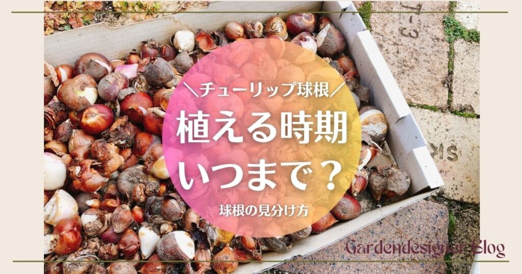 チューリップの球根を植える時期はいつまで？