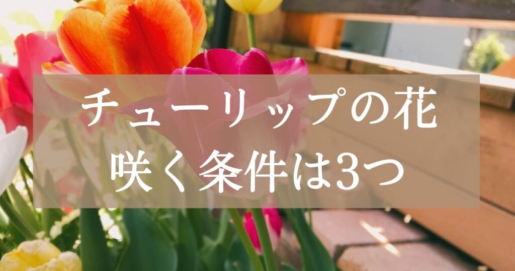 チューリップの花が咲く条件