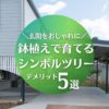 鉢植えシンボルツリーのデメリット5選