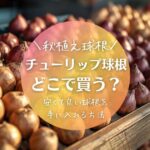 チューリップ球根はどこで買う？安くて良い球根を購入する方法を解説
